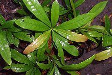 Beilschmiedia obtusifolia httpsuploadwikimediaorgwikipediacommonsthu