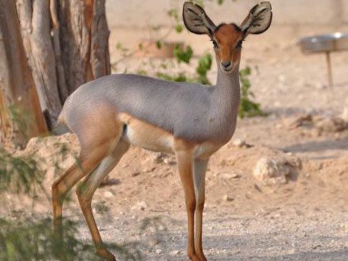 Beira (antelope) httpsendangeredspeciesbiomesprojectswikispaces