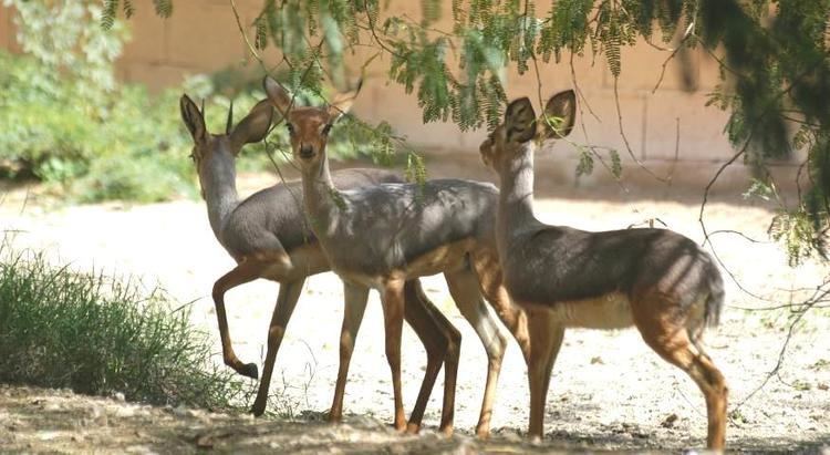 Beira (antelope) Al Wabra Wildlife Preservation 14 Beira Hand Rearing 2005