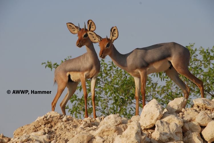 Beira (antelope) Beira antelope Dorcatragus megalotis Djibouti Nature