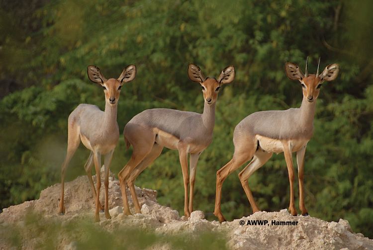Beira (antelope) Al Wabra Wildlife Preservation Mammal 1