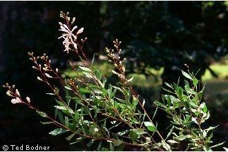 Bejaria racemosa Plants Profile for Bejaria racemosa flyweed