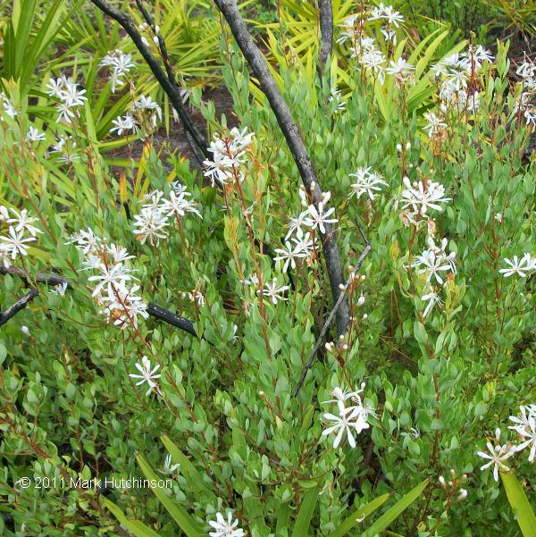 Bejaria racemosa Florida Native Plant Society