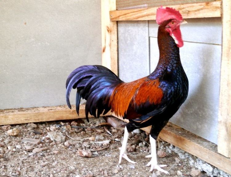 Bekisar Cemani Farms Bekisar Hybrid Ayam Cemani Poultry Breeding