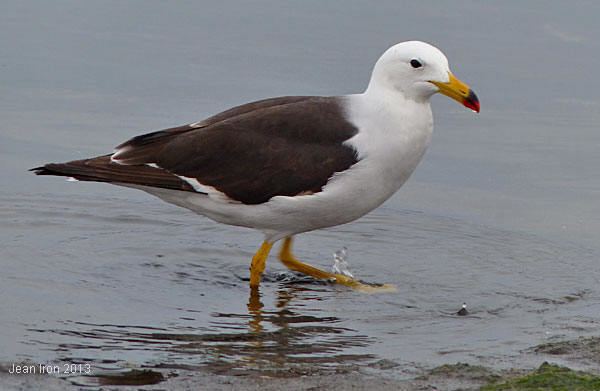 Belcher's gull Belcher39s Gulls in Peru