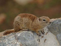 Belding's ground squirrel httpsuploadwikimediaorgwikipediacommonsthu