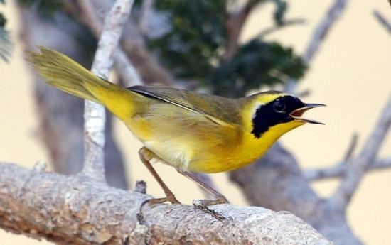 Belding's yellowthroat Belding39s Yellowthroat BirdForum Opus