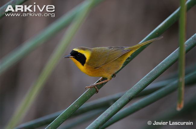 Belding's yellowthroat Belding39s yellowthroat videos photos and facts Geothlypis