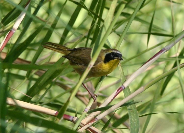 Belding's yellowthroat Belding39s yellowthroat Wikipedia