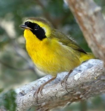 Belding's yellowthroat Belding39s Yellowthroat BirdForum Opus