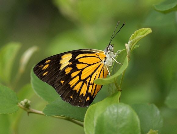 Belenois Butterflies of India Belenois aurota