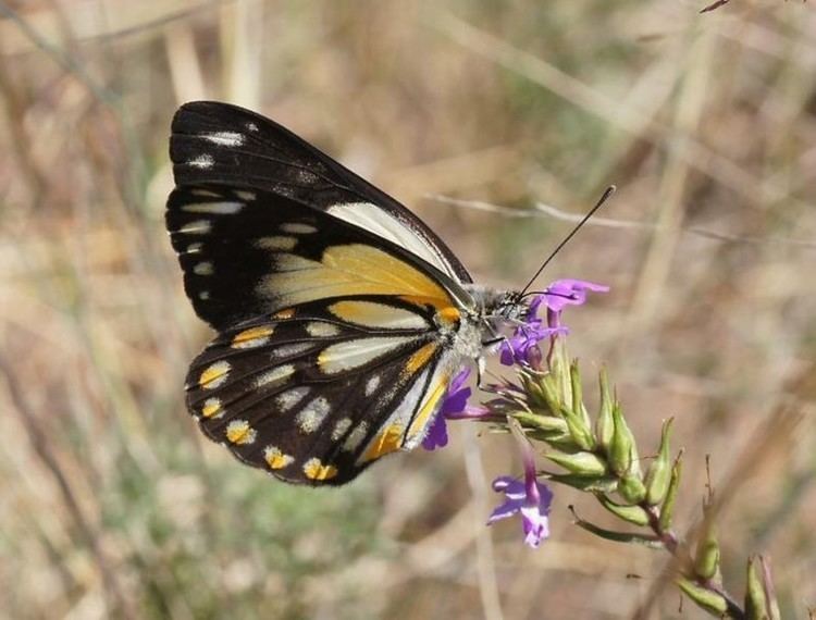 Belenois java Caper White Belenois java Australia Dragonflies Wildiaries