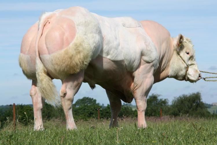 A white Belgian Blue bull being tied on its face.