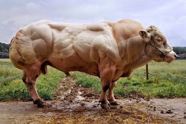 A white Belgian Blue bull in a farm with its distinguished muscled appearance.