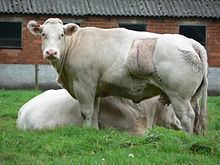 Two Belgian Blue cattle outside a farm house.