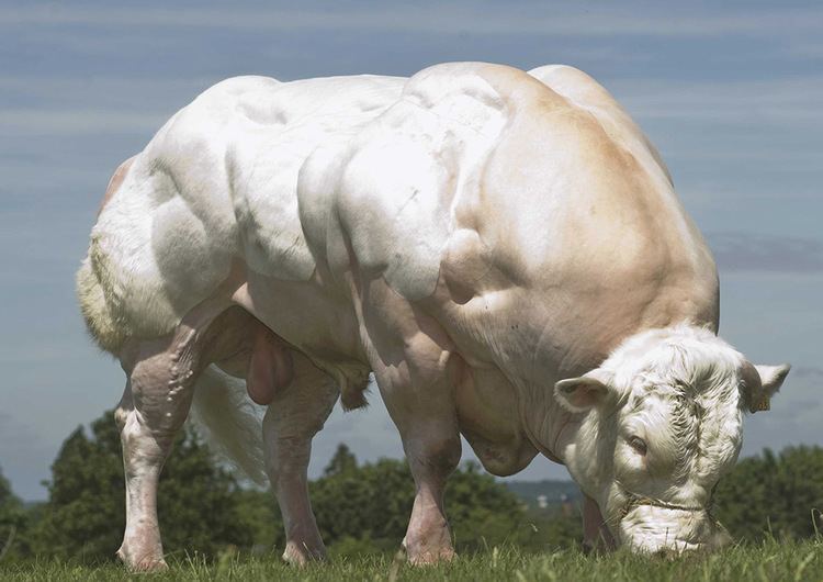A white Belgian Blue bull eating grass with its distinguished muscled appearance.