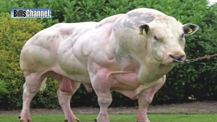 A white Belgian Blue bull with markings on its back and a nose ring.