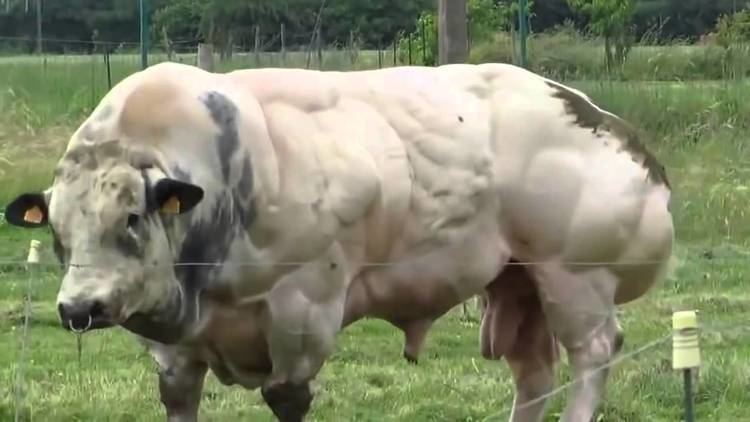 A white Belgian Blue bull with markings on its back and a nose ring inside a fence.