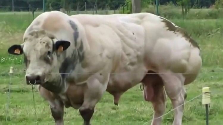 A white Belgian Blue bull with markings on its back and a nose ring inside a fence.