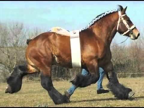 Belgian horse Belgian Horse Set Of Picture Ideas Of Horses YouTube