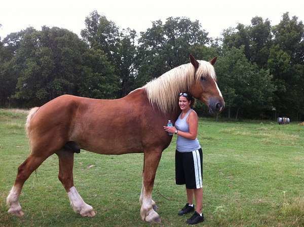 Belgian horse Belgian Draft Horse Info Origin History Pictures Horse Breeds