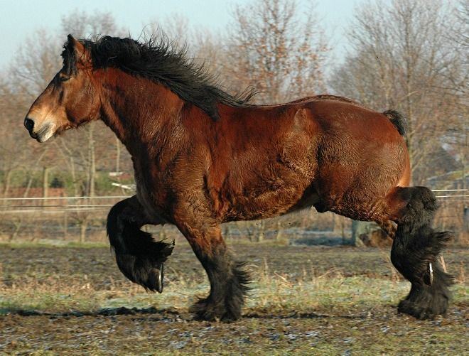 Belgian horse Belgian Draft Horse Info Origin History Pictures Horse Breeds