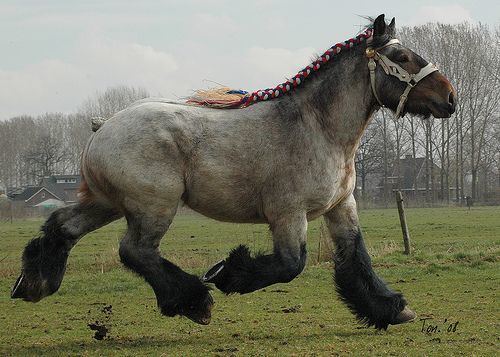 Belgian horse - Alchetron, The Free Social Encyclopedia