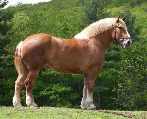 Belgian horse 1000 ideas about Belgian Draft Horses on Pinterest Draft horses