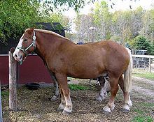 Belgian horse httpsuploadwikimediaorgwikipediacommonsthu