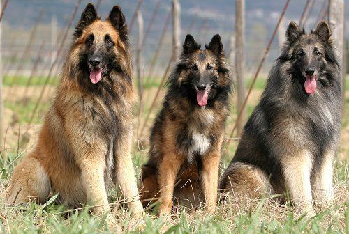 Belgian Shepherd Belgian Shepherds What39s Good About 39Em What39s Bad About 39Em
