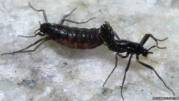 Belgica antarctica BBC Nature Antarctic midge has smallest insect genome