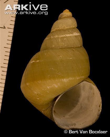 Bellamya (gastropod) cdn2arkiveorgmediaDEDE61C54A96E442CEAC04D