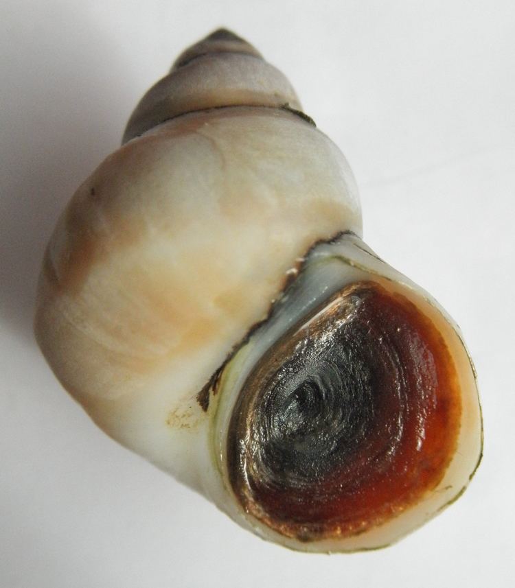 Bellamya (gastropod) Photo of the day 23 Bellamya unicolor gastropods