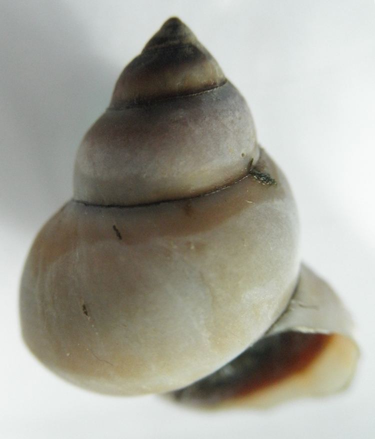 Bellamya (gastropod) - Alchetron, The Free Social Encyclopedia