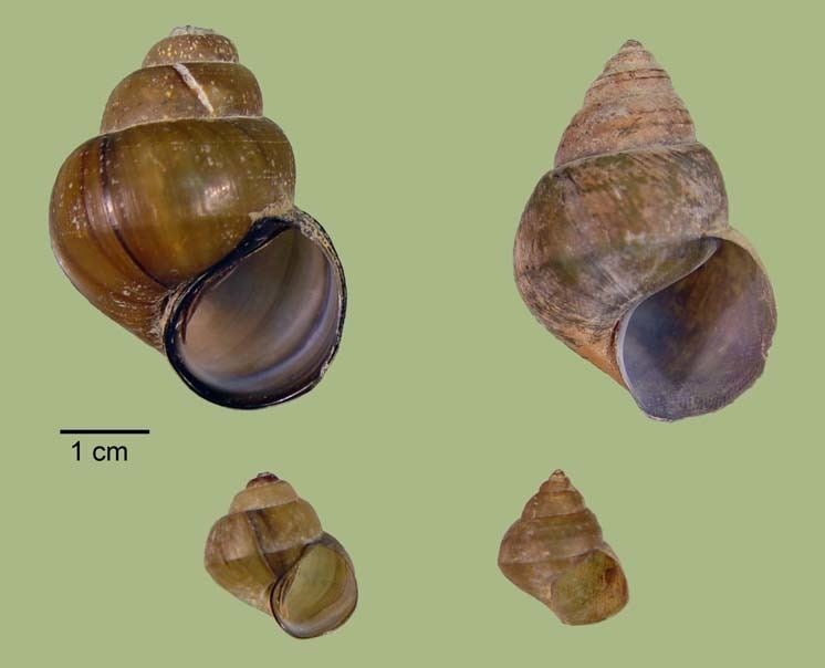 Bellamya (gastropod) Freshwater Gastropods of North America Community Consequences of