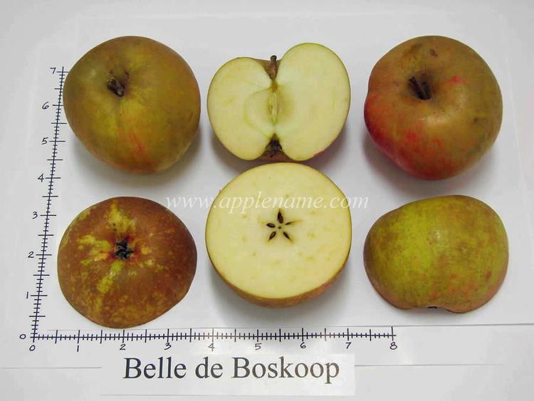 Belle de Boskoop How to identify the Belle de Boskoop apple variety