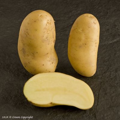 Belle de Fontenay The European Cultivated Potato Database