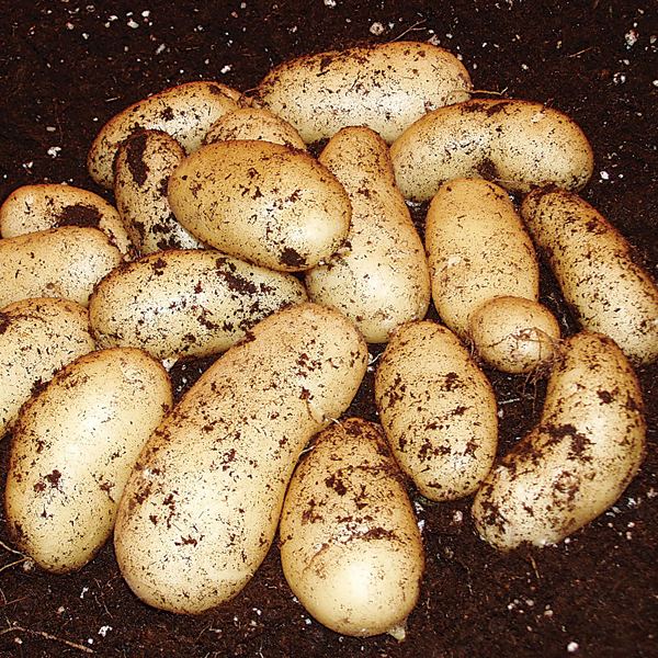 Belle de Fontenay Potato Belle de Fontenay Maincrop Seed Potato DTBrown Seed Potatoes
