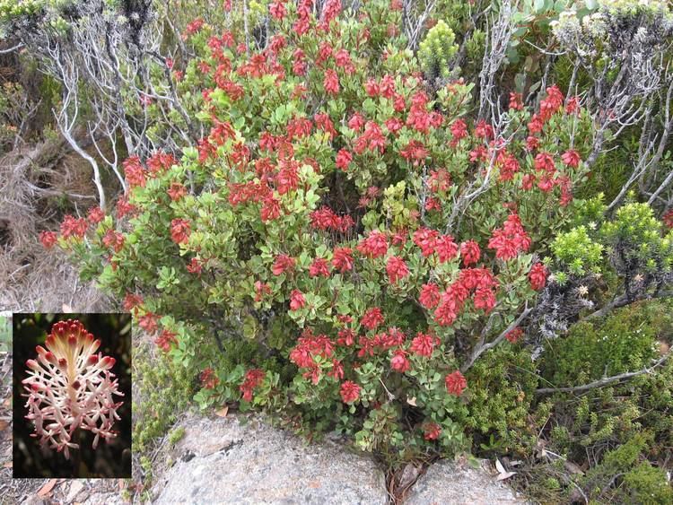 Bellendena Australian Plants Society Tasmania Inc Flora Page 1