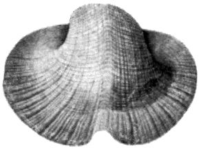 Bellerophontoidea