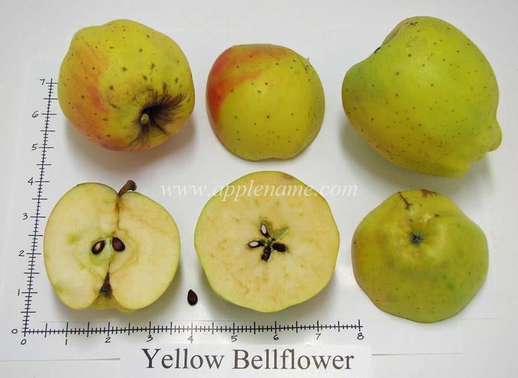 Bellflower apple wwworangepippincomopimagesashxiyellowbellfl