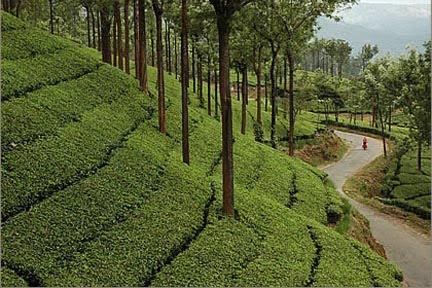 Bellikkal Bellikkal Travel Guide Bellikkal Tourism Bellikkal Tourist Guide