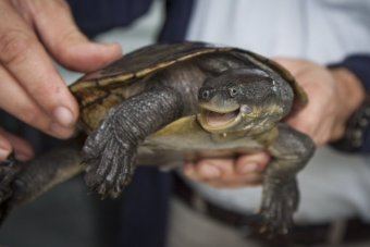 Bellinger River snapping turtle Hope for rare and endangered Bellinger River Snapping Turtle ABC