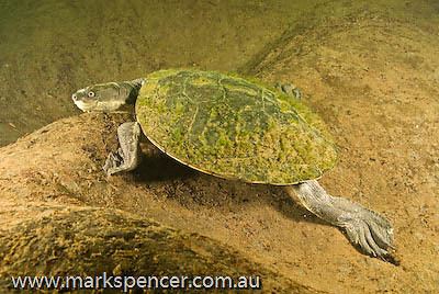 Bellinger River snapping turtle wwwmarkspencercomauimageslibraryw080330ms1