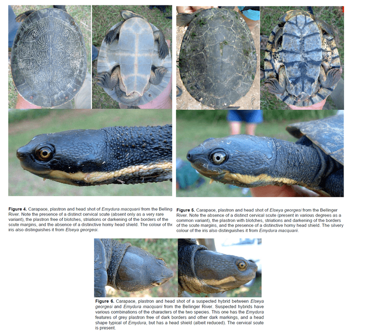 Bellinger River snapping turtle Bellinger River Turtles A Window to a National Crisis