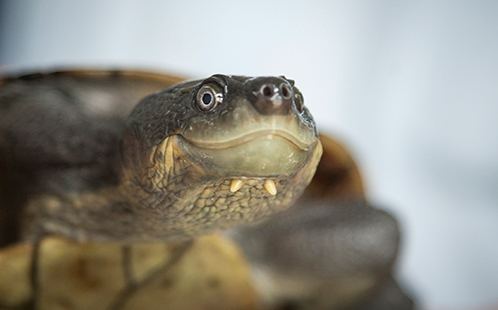 Bellinger River snapping turtle Bellinger River Turtle under threat of extinction Western Sydney