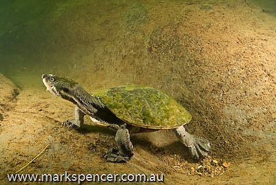 Bellinger River snapping turtle Stock Photos Image ID 080330148 Underwater pictures of