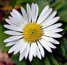 Bellis perennis httpsuploadwikimediaorgwikipediacommonsthu