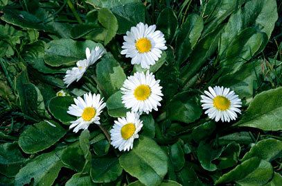 Bellis perennis Bellis perennis daisyRHS Gardening