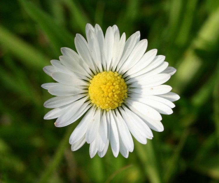 Bellis perennis Daisy Bellis perennis NatureSpot